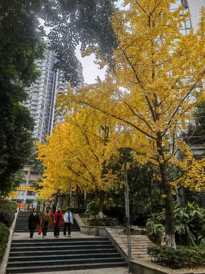 「散文」又是一年叶儿黄（图4）
