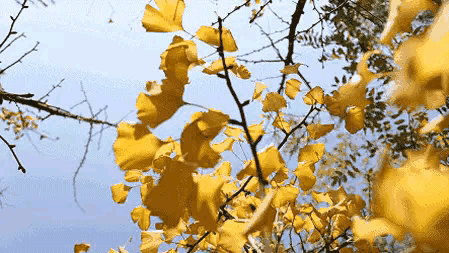 「散文」又是一年叶儿黄（图25）