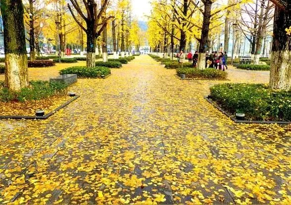 「散文」又是一年叶儿黄（图27）