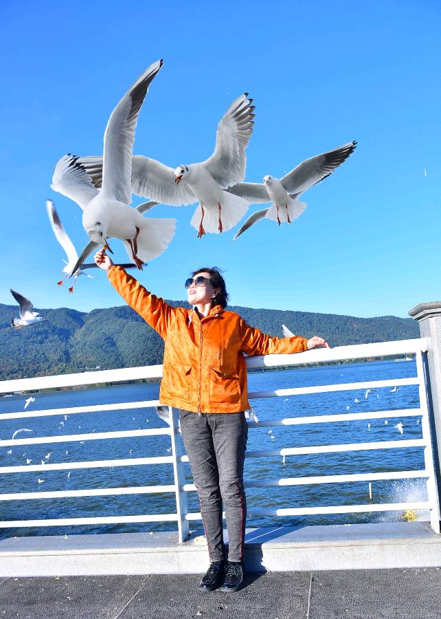 丞恩旅居1号基地部分贵宾昆明丽江大理6日游纪实之四：——与海鸥共处 和石林交流（图2）
