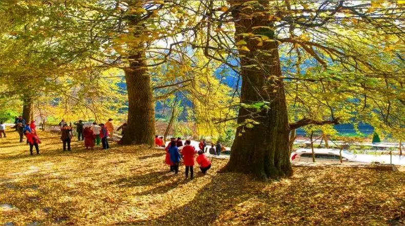 「散文」又是一年叶儿黄