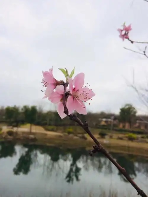 武庆兵：《河边的桃树》海外头条（图5）