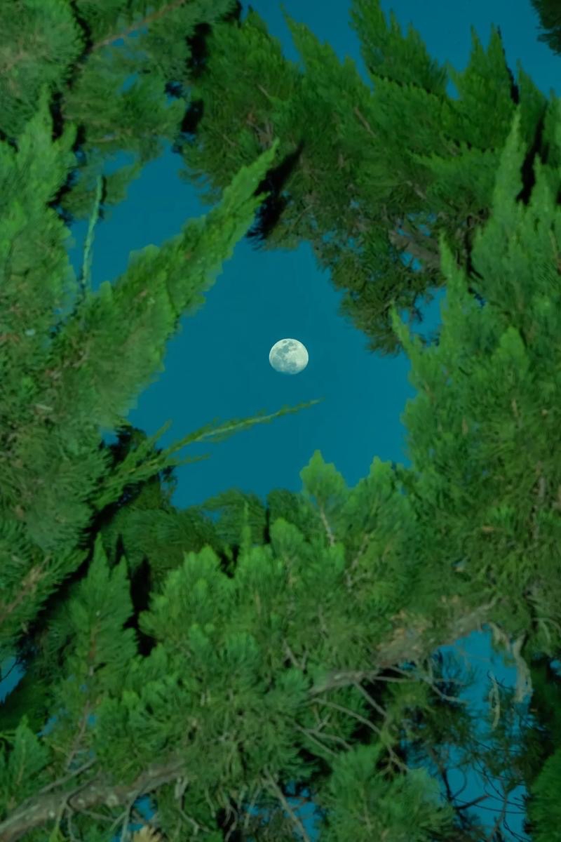 华万里：《梦中之夜》海外头条（图5）