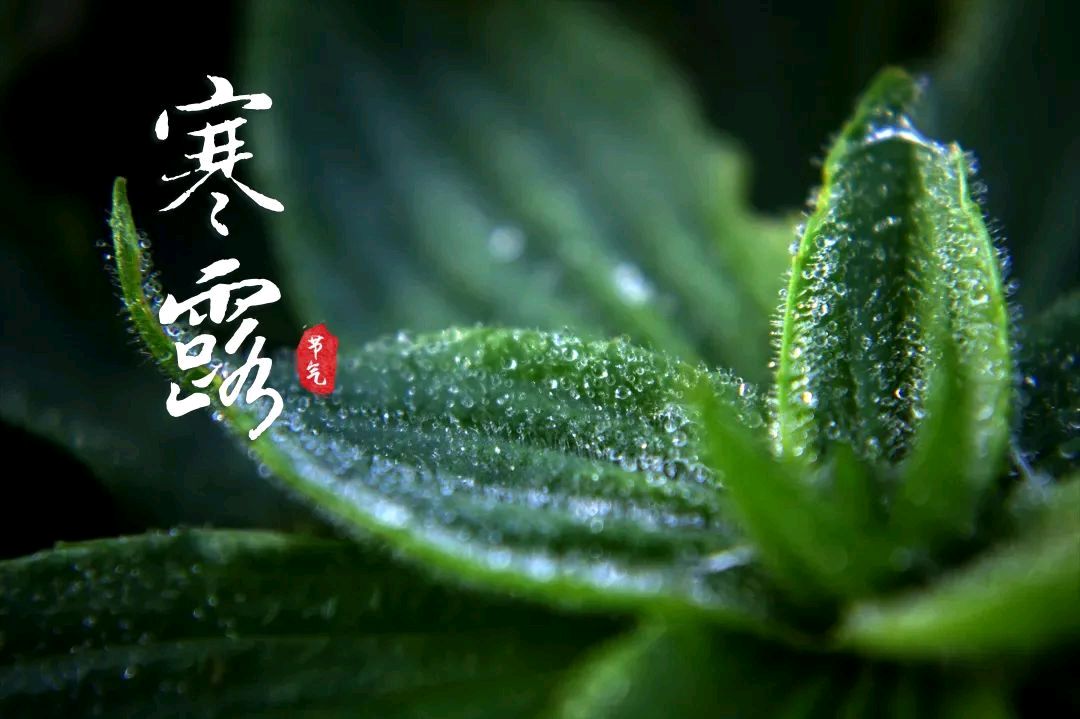 刘晁林南乡子•寒露（图3）