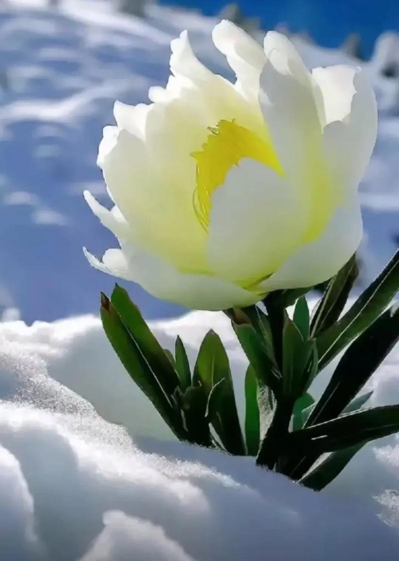 【神都诗社】第108期《雪莲花》（图8）