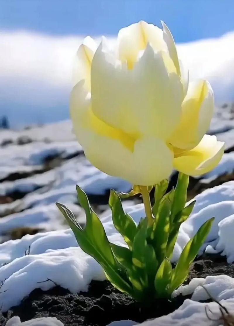【神都诗社】第108期《雪莲花》（图9）