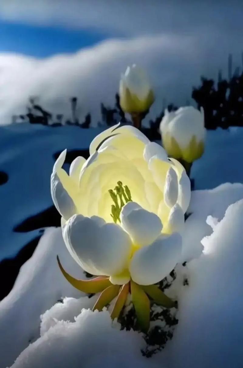 【神都诗社】第108期《雪莲花》（图11）