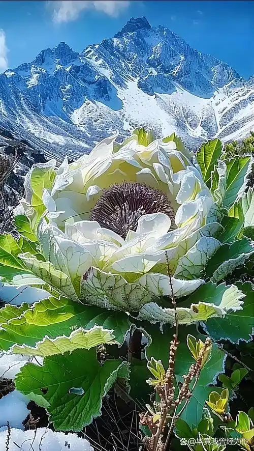 【神都诗社】第108期《雪莲花》（图19）