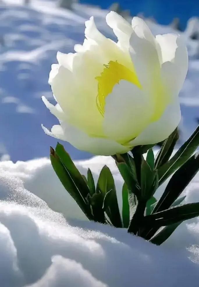 【神都诗社】第108期《雪莲花》(图16)