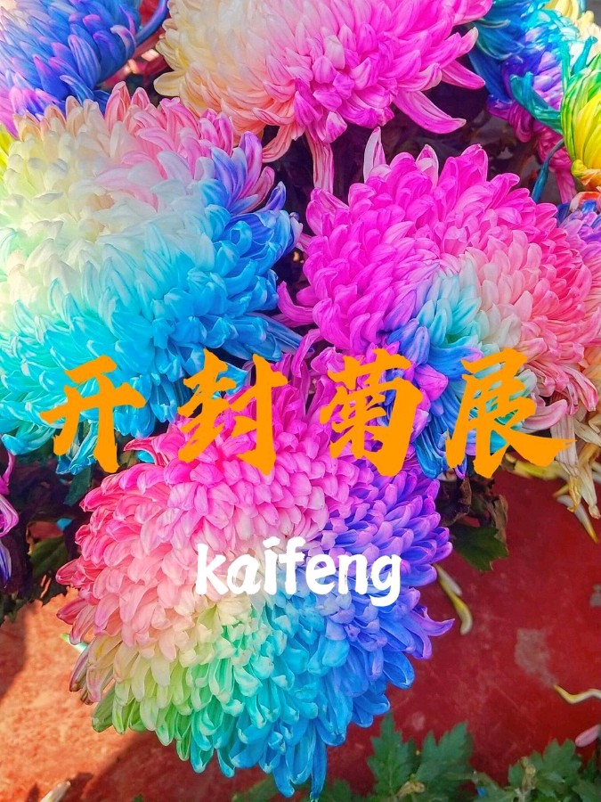 东方书剑的《卜算子·菊展开封》