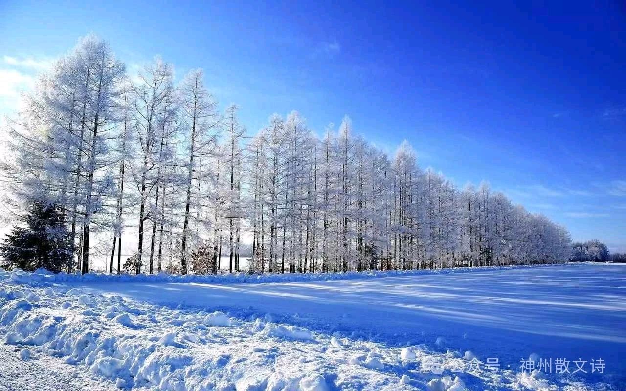 《大雪》作者:王明雪【主播:青青草】【桃源国际诗歌文化传媒】用声音传递温暖以诵读致敬人生♬（图6）