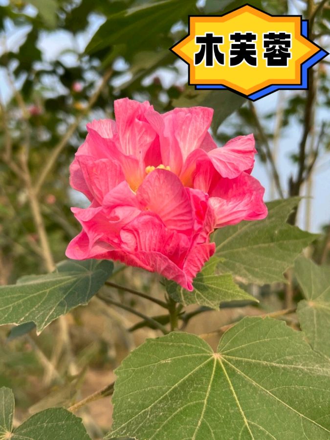 七律-青女冬巡（外一首）诗||白小文（图15）