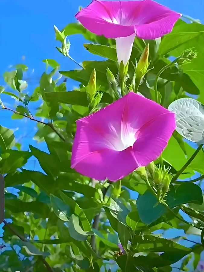 韩庚的《牵牛花•喇叭花》