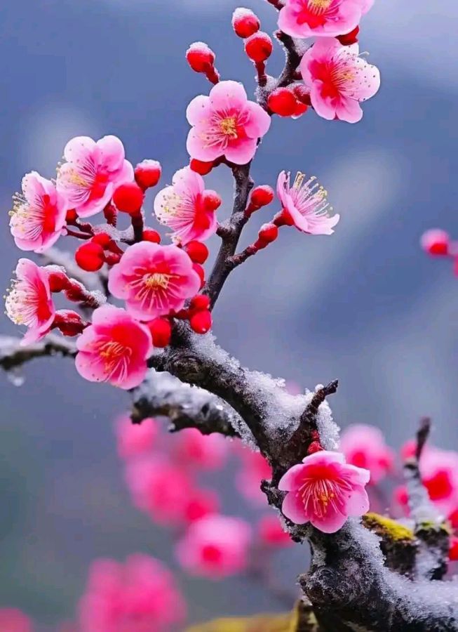 又吟冬梅～诗||吴永良（图9）