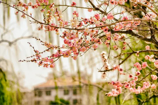 孙述考、吴树荣、王保江诗文四篇……莲叶之珠文学社(图4)