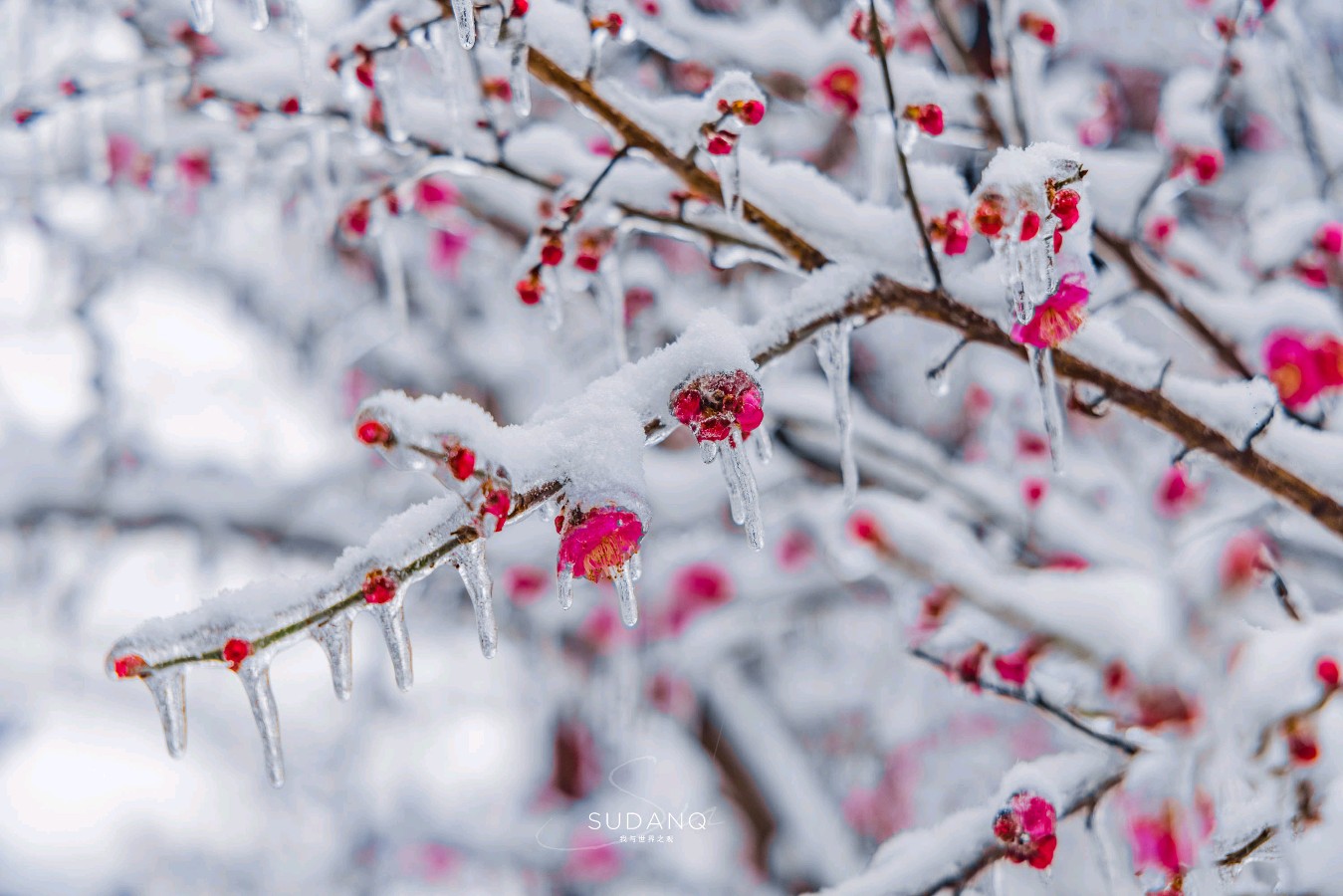 梅韵（上、下组诗）文/剑如虹（河南）（图2）