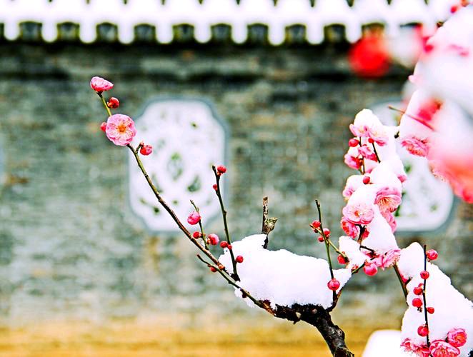 梅韵（上、下组诗）文/剑如虹（河南）（图4）