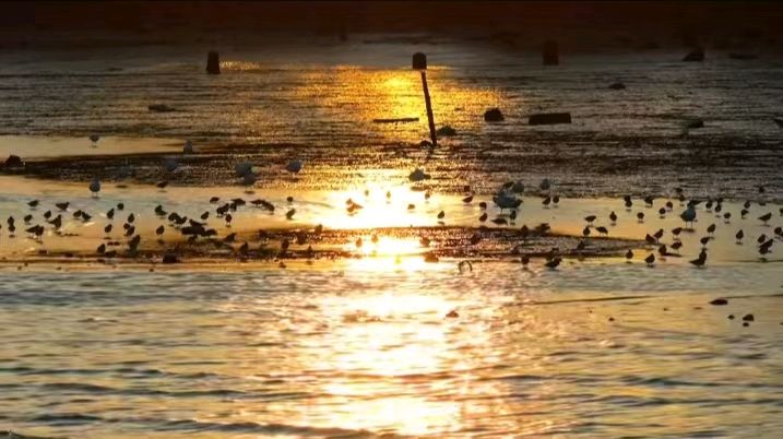 七律-候鸟迁徙后龙湾～诗||雅轩琴韵（图19）
