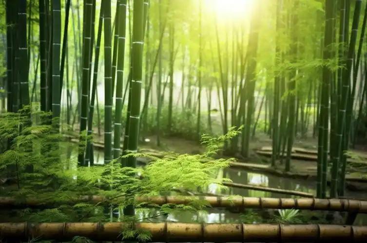 【新诗大观】晨光中的竹林（诗四首）||文/何圣勇（图2）