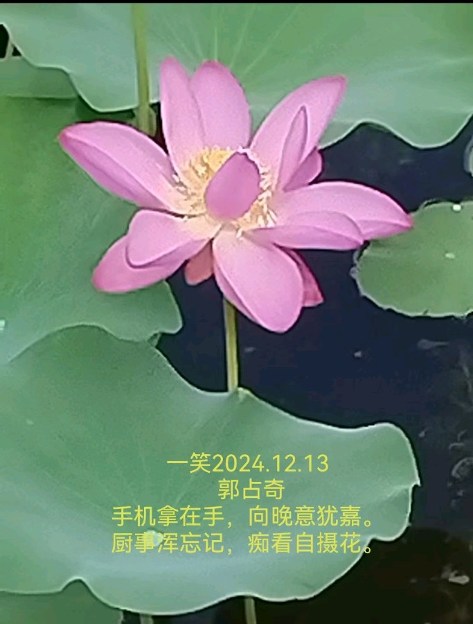 郭占奇老师“咏荷”汇编（之四）（图26）
