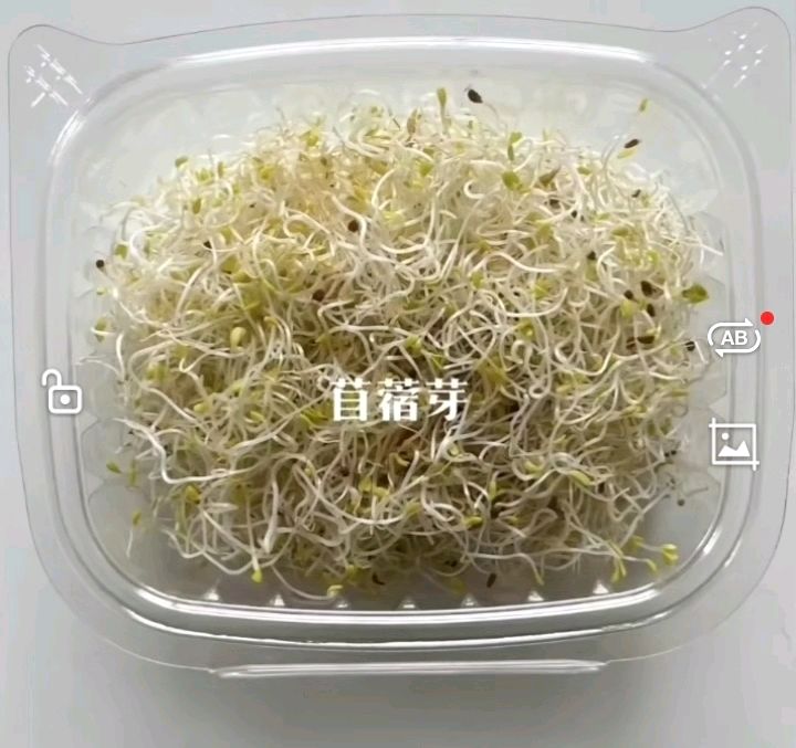 玉兰冬蕾孕梦香（图2）