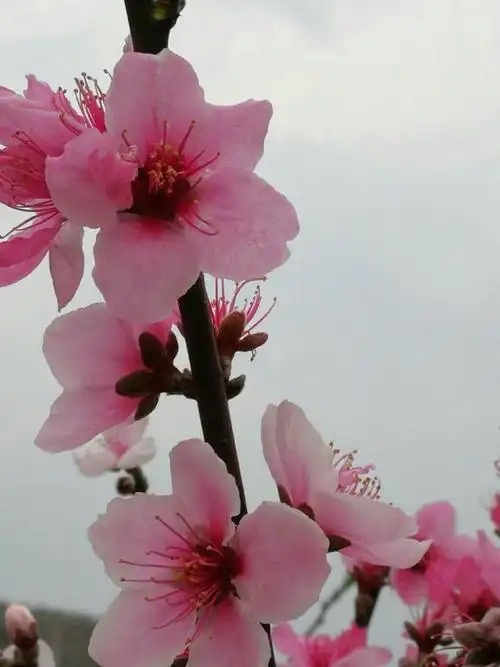 云淡风轻：《桃花祭》海外头条（图5）