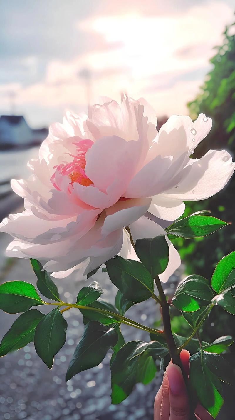 【新山东文学社】《花开四季总关情(十六首)》作者/江淮闲客 主播/天空(图5)