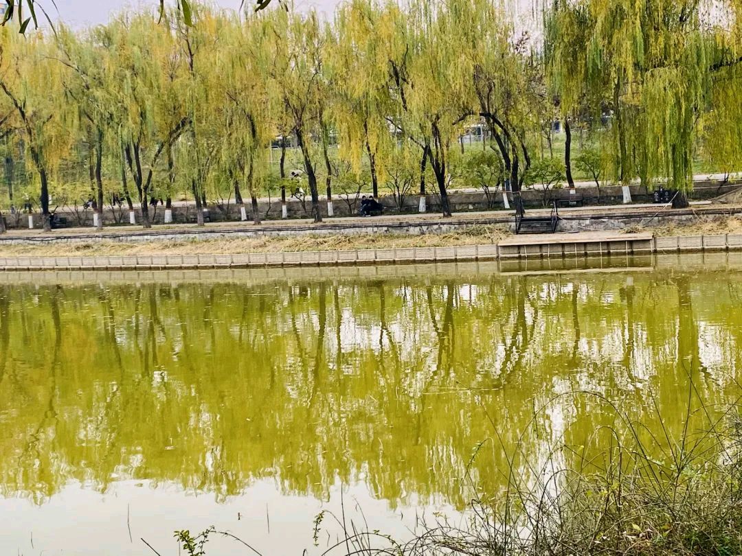 卜算子～冬柳（李白体）文／卫水居士（图4）
