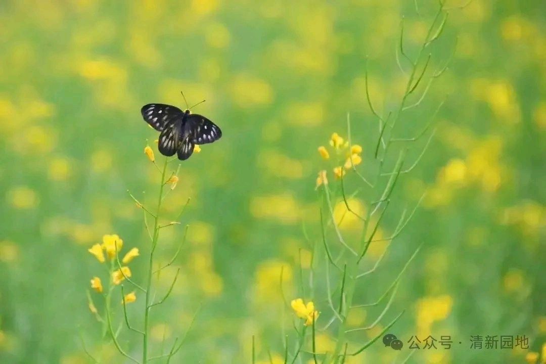 聆听 ‖ 许宏朗诵《清明悟人生》作者/蒲扇（图4）