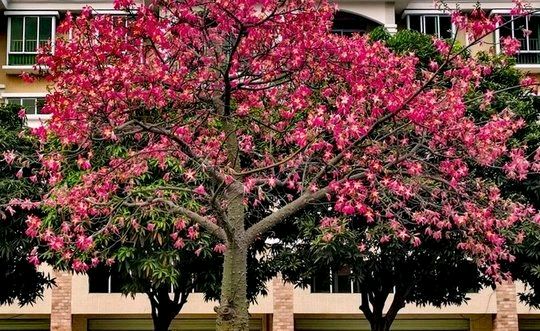 岸芷汀兰文学社第44期(图55)