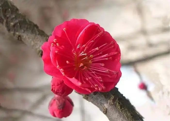 徐州诗人—芙蕖— 四阙小词|海外头条(图5)