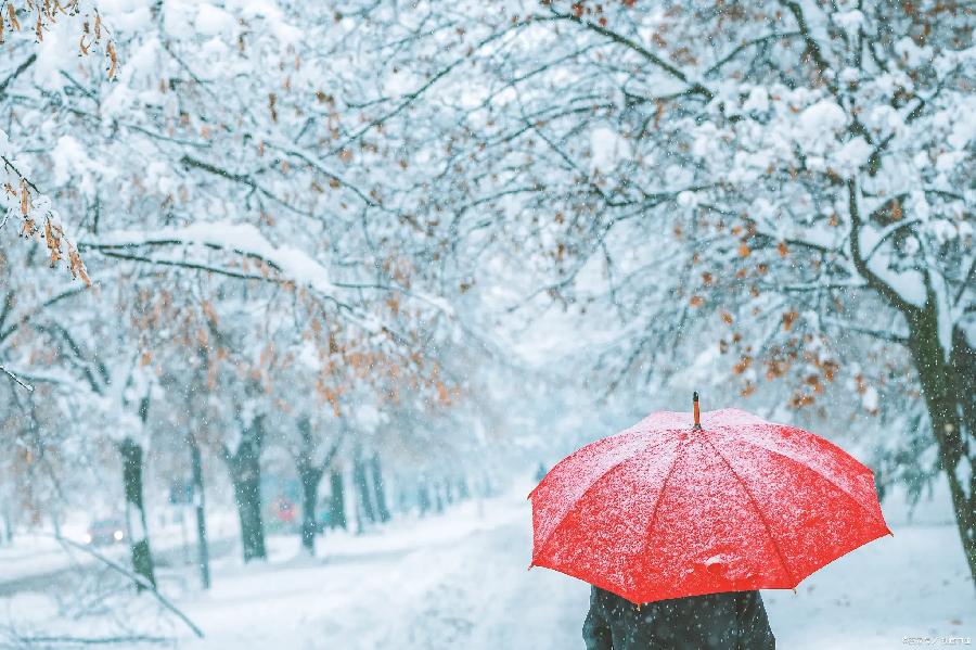 徐州诗人—芙蕖— 四阙小词｜海外头条（图7）