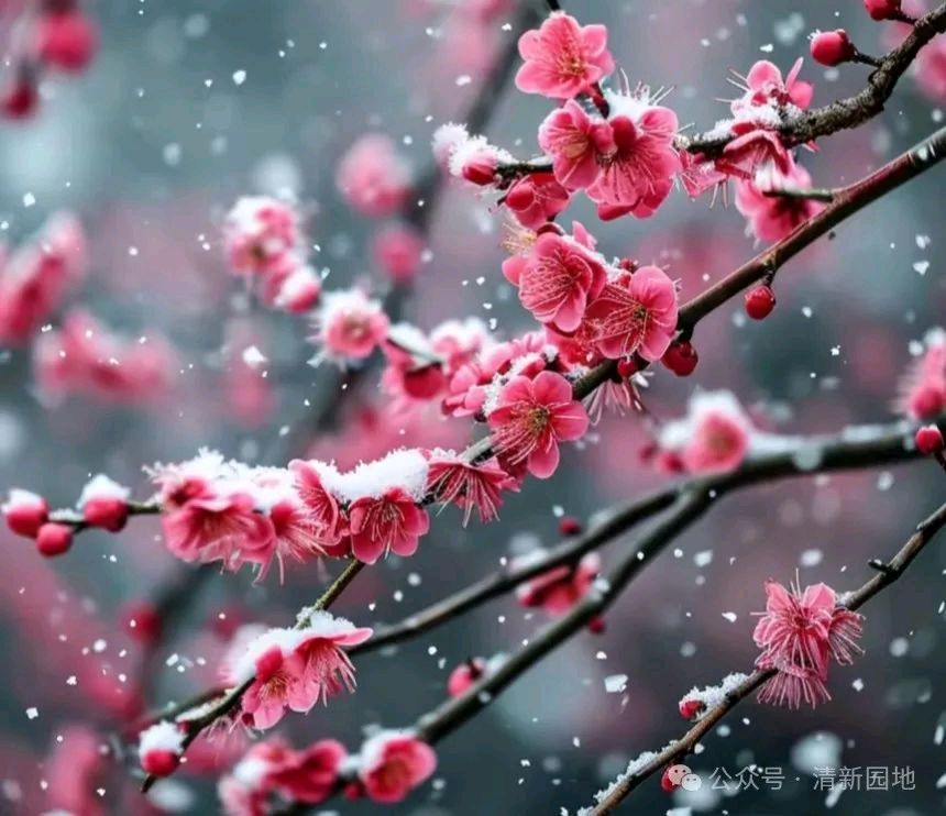 梅花咏（新韵）金夜（兰州）（图3）