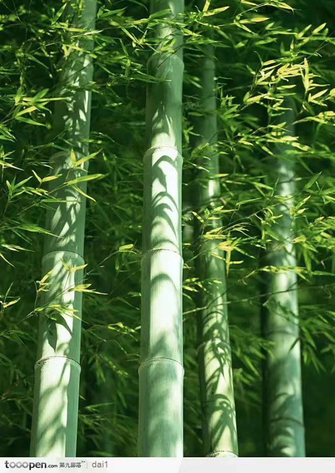 【九月茶韵文学诗社】2024——052期《屋后那一片竹林》作者/吴耀平 主播/子云 编辑制作/刘林丽（图2）