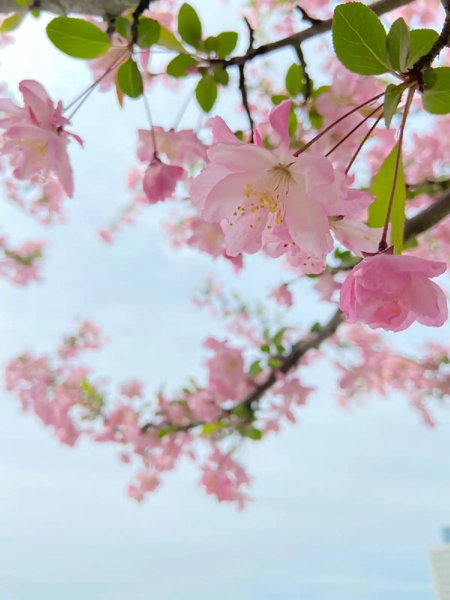 骆驼草：自励朗诵《春天又回咱农家》海外头条（图5）