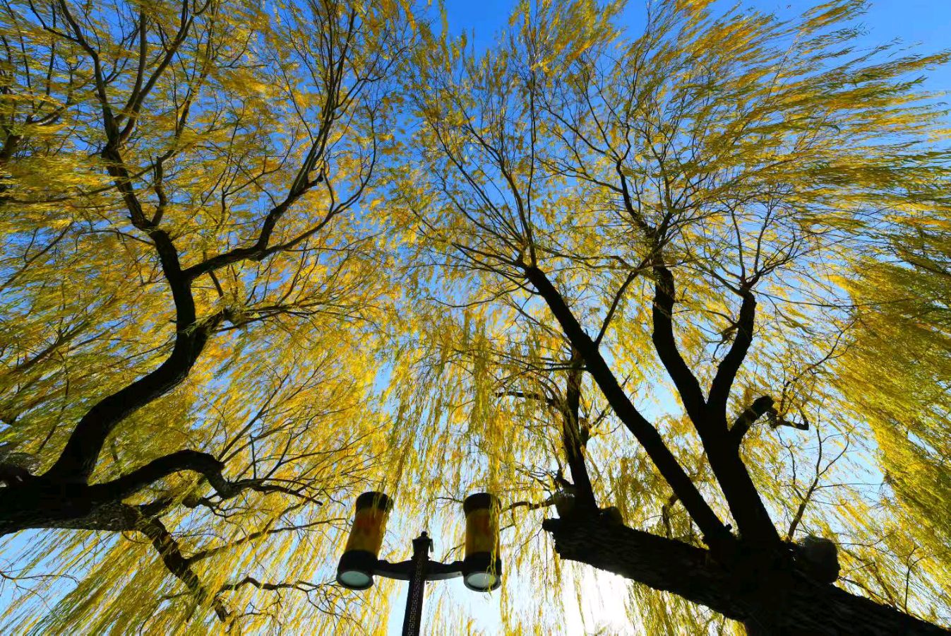 《鹧鹄天.题图诗.冬柳》