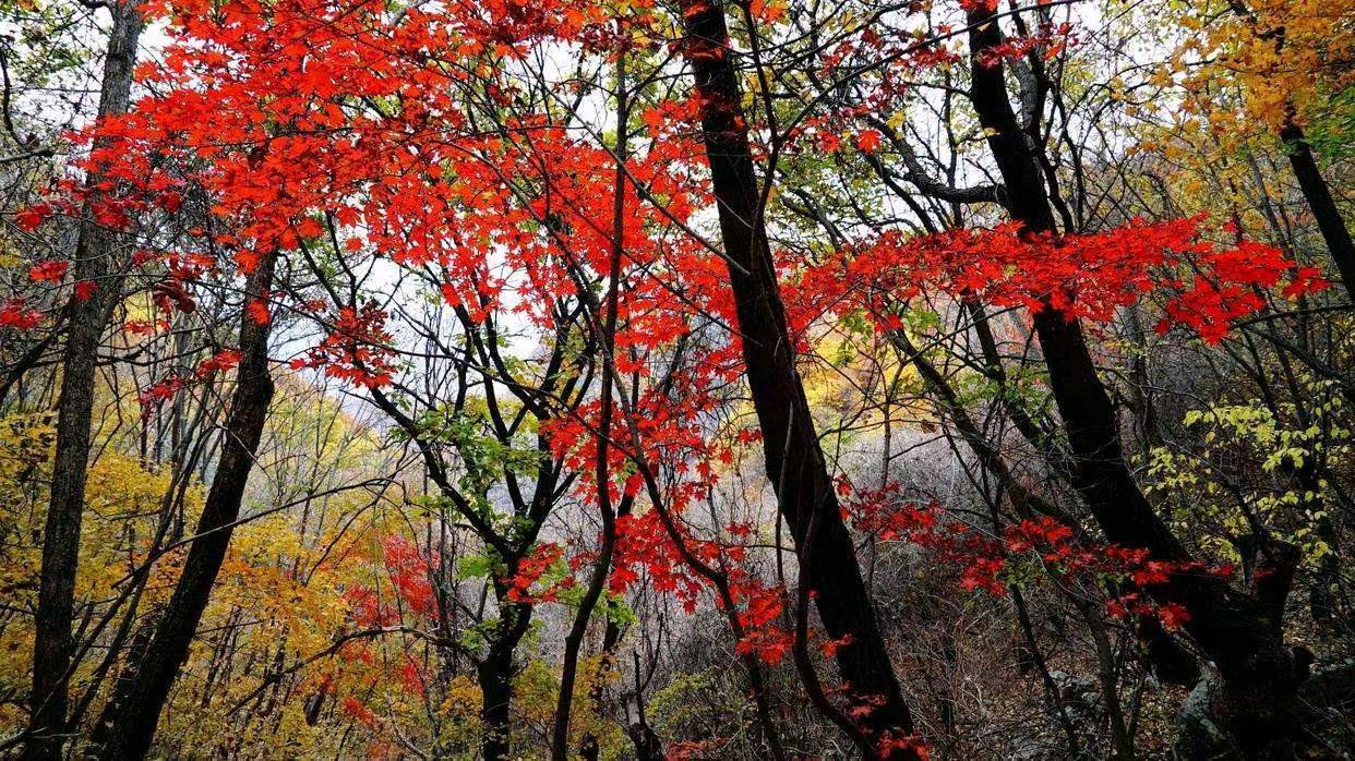 【北京香山（公园）红叶诗集】作者/红色文化站长/润牙子（图10）