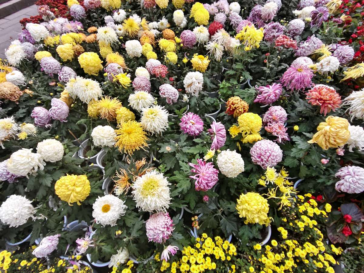 【5567】凤鸣岐山诗作《赏菊》（图2）