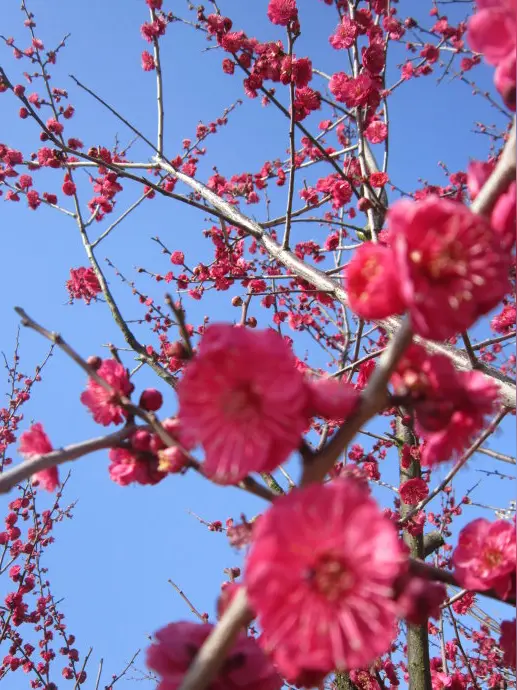 孙述考、王保江文二篇……莲叶之珠文学社
