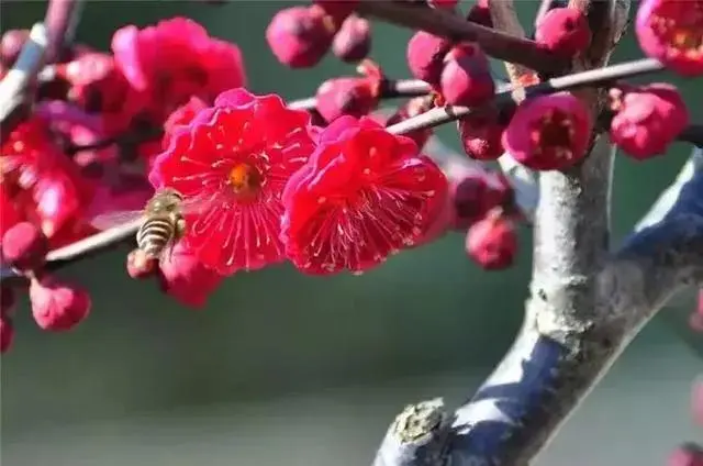孙述考、王保江文二篇……莲叶之珠文学社(图5)