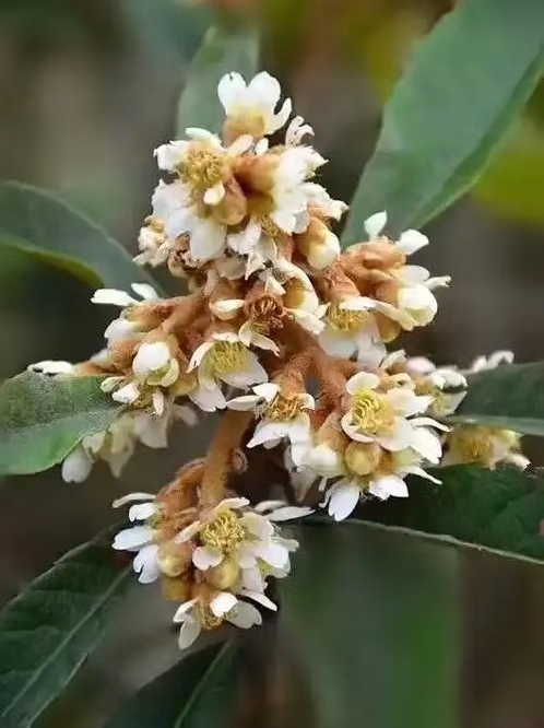 蝶恋花·枇杷花语（文/许碧霞）……莲叶之珠文学社