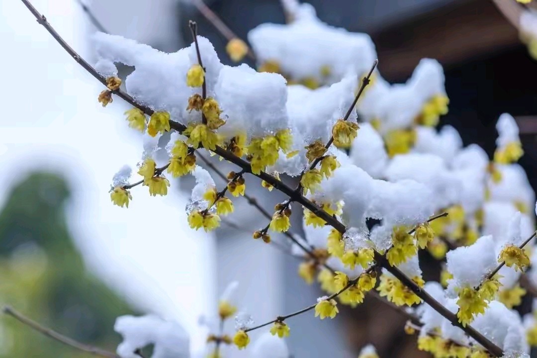 《梅雪恋情》作者:郭小林 [中国现代诗歌文化传媒]（图6）