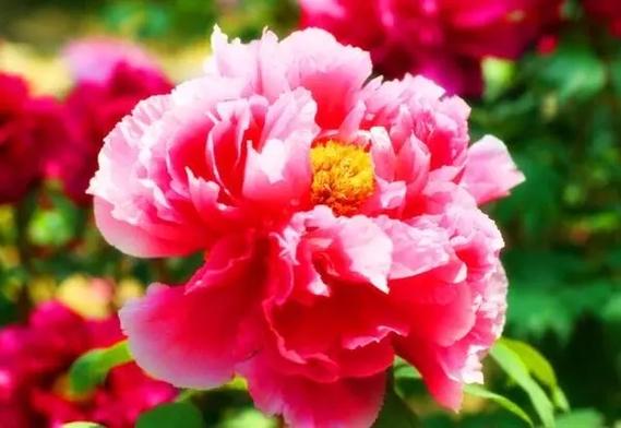 杨忠歧诗歌专辑016期【十大名花第五辑】（图4）