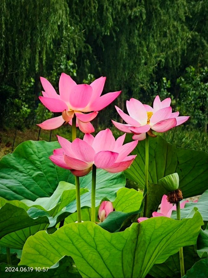 杨忠歧诗歌专辑016期【十大名花第五辑】（图11）