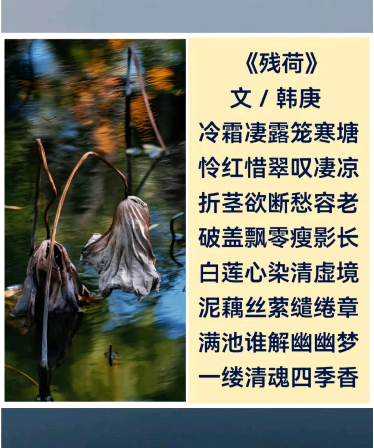 韩庚的《残荷》