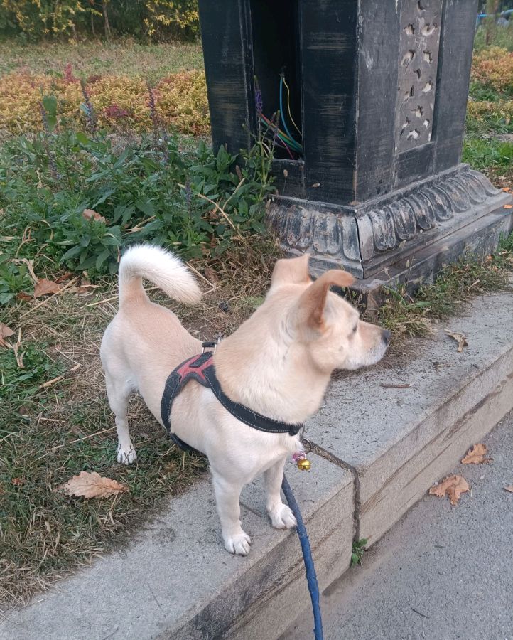 七律遛狗之趣
