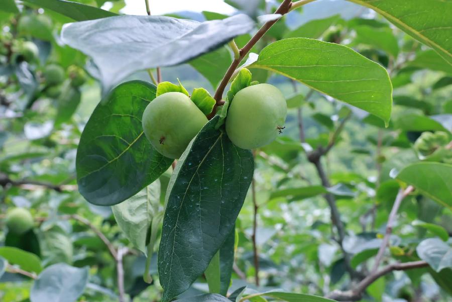 觅真：《小绿芽的轮回》（外七首）海外头条（图11）