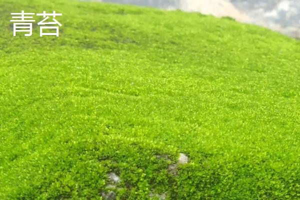 觅真：《小绿芽的轮回》（外七首）海外头条（图12）