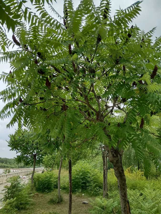 作家美文 杨占礼诗歌 三枚硬币（图3）