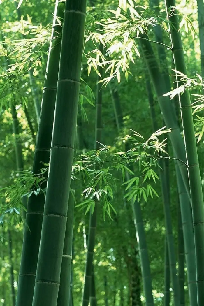刘凤亭词选/中华诗艺社黑龙江分社推荐（图6）